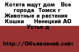 Котята ищут дом - Все города, Томск г. Животные и растения » Кошки   . Ненецкий АО,Устье д.